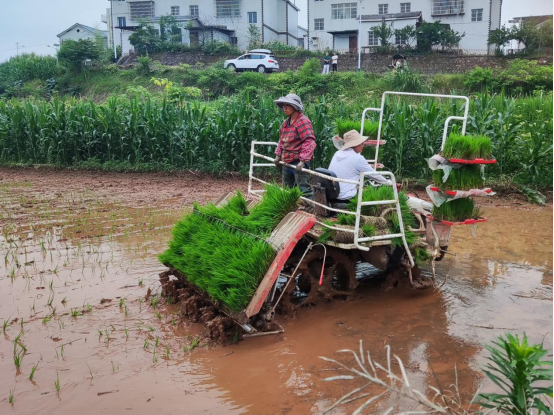 党旗引领振兴路 产业赋能大城村 ——岳池县石垭镇大城村以党建引领绘就乡村振兴新图景