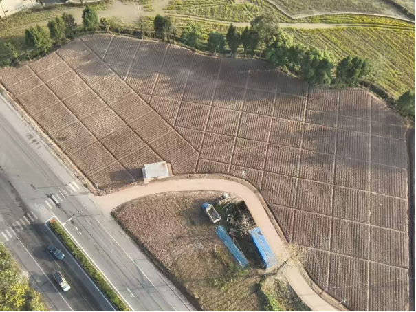龙塘街道：特色中药材助力乡村振兴