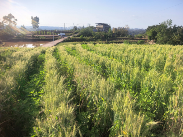 武胜县：探索“艾草+小麦”套种新模式 实现“一田双收”稳粮增效