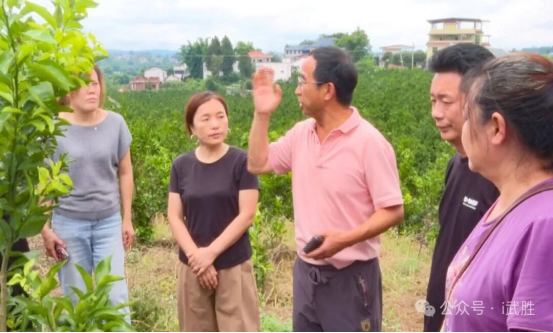 武胜县农业农村局：严防“柑橘癌症”  长在树上的“虱子”